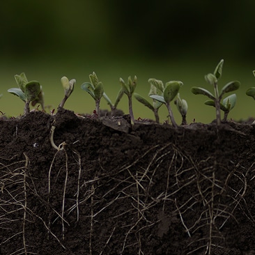 Close up of plant roots